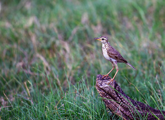 Blyth's Pippit in Sigiriya.