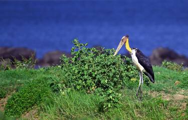 Lesser Adjutant at Minneriya, in Sigiriya.