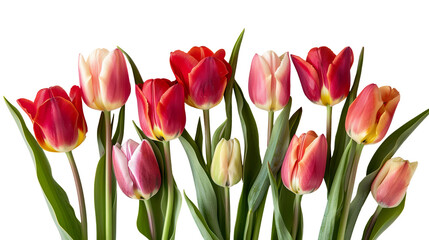 Fototapeta premium Tulips flower with leaves isolated on transparent background, png