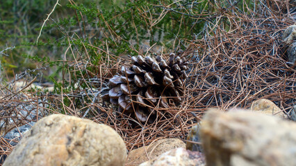 Pine cone in the autumn forest close-up, nature of France, low point of shooting, mood, bright colors