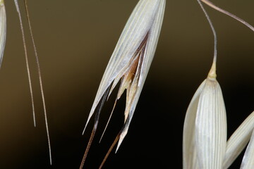 Flughafer, Avena fatua L.
