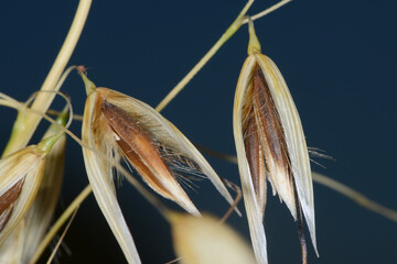 Flughafer, Avena fatua L.