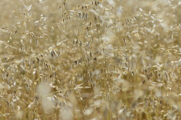 Flughafer, Avena fatua L.