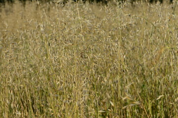 Flughafer, Avena fatua L.