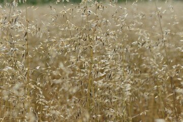 Flughafer, Avena fatua L.