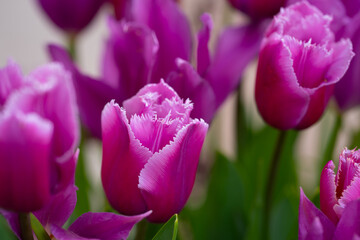 Pink spring flowers tulips. Spring background for Easter or Valentines Day. Beautiful bouquet of tulips in spring with blurred background. Bright purple color of blossom tulips. Violet Spring flower.