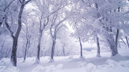 Trees covered in snow