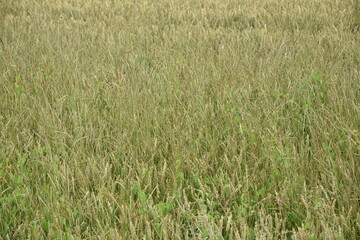 Ackerfuchsschwanz,  Alopecurus myosuroides