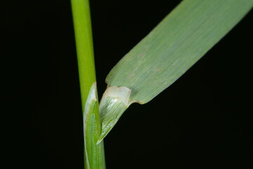 Wiesenfuchsschwanz, Alopecurus pratensis L.