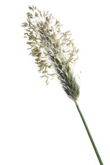 Wiesenfuchsschwanz, Alopecurus pratensis L.