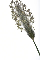 Wiesenfuchsschwanz, Alopecurus pratensis L.