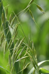 Flughafer, Avena fatua L.