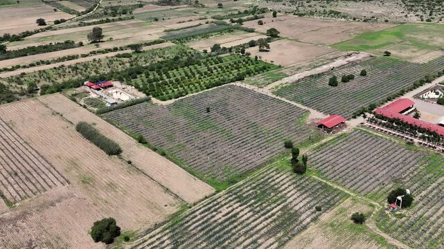 Flying high over agave fields of Oaxaca, Mexico, center of mezcal production