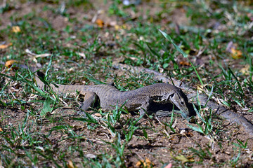 Camouflaged Iguana in Sigiriya Rock.