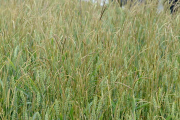 Ackerfuchsschwanz,  Alopecurus myosuroides