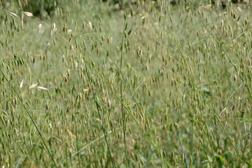 Flughafer, Avena fatua L.