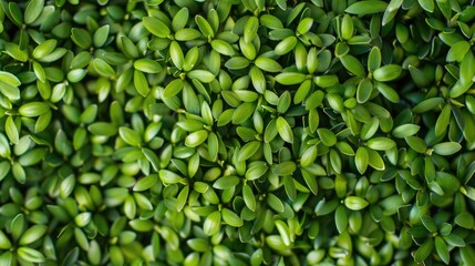 Obraz premium Vibrant green ornamental grains suitable for backdrop