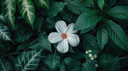 Fototapeta premium White flower among plants