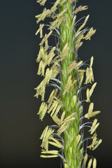 Ackerfuchsschwanz,  Alopecurus myosuroides