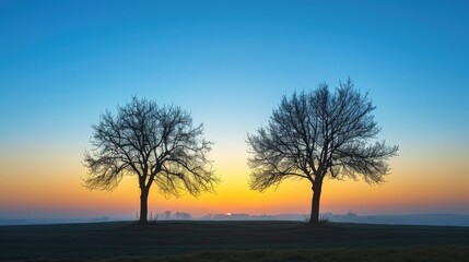 Fototapeta premium Two trees silhouettes at sunrise
