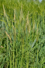 Ackerfuchsschwanz,  Alopecurus myosuroides