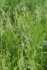 Flughafer, Avena fatua L.