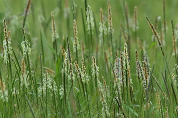 Ackerfuchsschwanz,  Alopecurus myosuroides