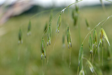 Flughafer, Avena fatua L.