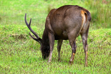 Sambar deer stag, grazing in Horton Plains, Sri Lanka.