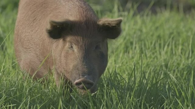 Fat, brown, happy, free range pig walking through luch, green grass.
