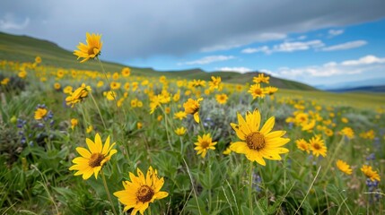 Obraz premium Vertical photo of abundant yellow wildflowers in a meadow