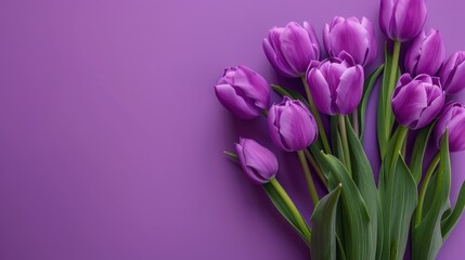 Fototapeta premium Versatile Purple Tulip Bouquet for Women s Day and Mother s Day Celebration with Copy Space