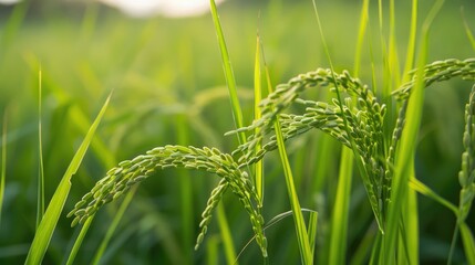 Unripe rice plants still green without seeds