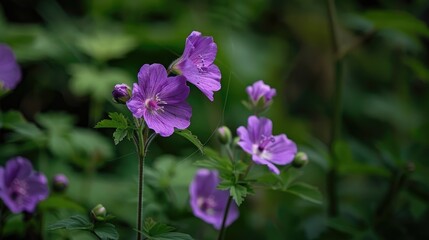 Fototapeta premium Wild geranium growing beside the road