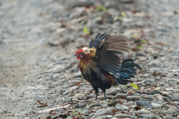 Red Junglefowl (Gallus gallus) flapping its wings in the middle of the motorway. The Red junglefowl is a tropical bird in the family Phasianidae. 