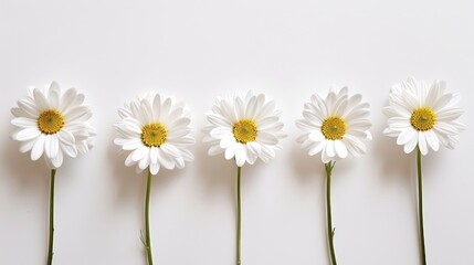 White daisies in a row on a white table from a high angle view