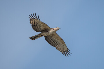 Oriental Honey-Buzard in flight. The Oriental honey buzzard (Pernis ptilorhynchus) is a medium-sized bird of prey.