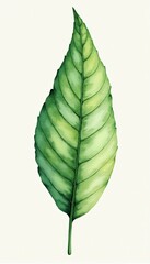 Obraz premium Botanical Watercolor Leaf Art Print