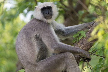 Tarai Gray Langur (Semnopithecus hector) on the tree. The Tarai gray langur (Semnopithecus hector ) is an Old World monkey and was formerly considered a subspecies of the northern plains gray langur.