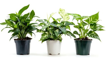 Obraz premium Three green decorative plants with white features