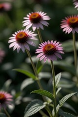 Dwarf Echinacea