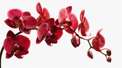Stunning red orchid on white background