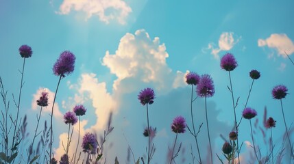 Tall rounded purple flowers touching the sky under white clouds