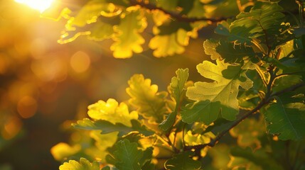 Fototapeta premium Sunset illuminating oak leaves in spring with selective focus