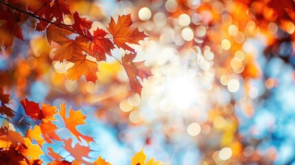 Fototapeta premium Foliage and sky bokeh in fall forest
