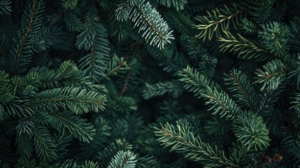 Spruce and fir branches in natural setting