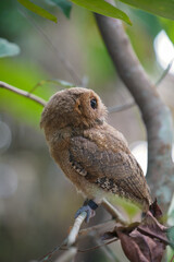 Fototapeta premium celepuk jawa or javan scops owl (Otus angelineae) perched on tree branch in the forst during the day