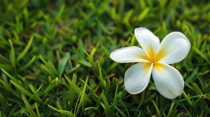 Flower of Plumeria on grass
