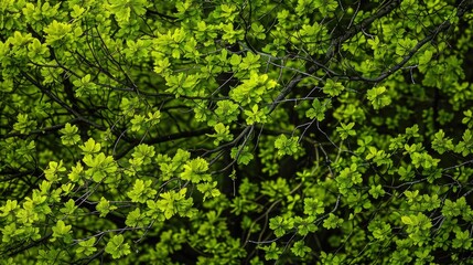 Spring s green foliage