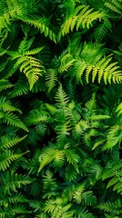 Tropical green leaves background, nature and environment concept design.